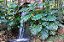 COSTELA DE ADÃO ou MONSTERA (Monstera deliciosa) - P20 40cm - Imagem 3