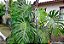 COSTELA DE ADÃO ou MONSTERA (Monstera deliciosa) - P20 40cm - Imagem 4