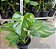 COSTELA DE ADÃO ou MONSTERA (Monstera deliciosa) - P20 40cm - Imagem 1