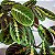 MARANTA BIGODE DE GATO (Maranta leuconeura var. erythroneura) - P15 - Imagem 1