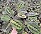 MARANTA BIGODE DE GATO (Maranta leuconeura var. erythroneura) - P15 - Imagem 3