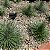 AGAVE PALITO (Agave geminiflora) - Muda com até 60 cm - Imagem 2