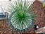 AGAVE PALITO (Agave geminiflora) - Muda com até 60 cm - Imagem 4