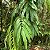 PAU JACARÉ (Piptadenia gonoacantha) - Muda com 40 a 60 cm - Imagem 2