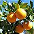 LARANJA VALÊNCIA (Citrus Sinensis) - Muda enxertada com até 1 metro - Imagem 1