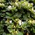 MADRESSILVA (Lonicera japonica) - Muda com até 1 metro - Imagem 2