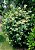 MADRESSILVA (Lonicera japonica) - Muda com até 1 metro - Imagem 3