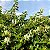 MADRESSILVA (Lonicera japonica) - Muda com até 1 metro - Imagem 4