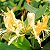 MADRESSILVA (Lonicera japonica) - Muda com até 1 metro - Imagem 1