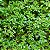 BRILHANTINA (Pilea microphylla) - Imagem 1