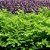 BRILHANTINA (Pilea microphylla) - Imagem 2