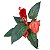ANTÚRIO RABO DE PORCO (Anthurium scherzerianum) - P15 - Imagem 3