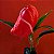 ANTÚRIO RABO DE PORCO (Anthurium scherzerianum) - P15 - Imagem 1