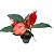 ANTÚRIO RABO DE PORCO (Anthurium scherzerianum) - P15 - Imagem 2