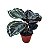 Calathea Medallion - P12 - Imagem 2