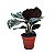 Calathea Medallion - P12 - Imagem 4