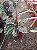 Calathea Medallion - Pote 15 ou 17 - Imagem 3