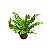 ASPLÊNIO CRESPO (Asplenium crispy wave) - P14 - Imagem 2