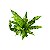 ASPLÊNIO CRESPO (Asplenium crispy wave) - P14 - Imagem 3