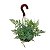 RENDA FRANCESA (Rumohra Adiantiformis) - C21 - Imagem 2