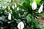 LÍRIO DA PAZ (Spathiphyllum wallisii) - P11 - Imagem 2