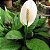 LÍRIO DA PAZ (Spathiphyllum wallisii) - P11 - Imagem 1