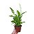 LÍRIO DA PAZ (Spathiphyllum wallisii) - P11 - Imagem 3