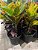 CRÓTON PETRA (Codiaeum variegatum var. “Petra”) - P20 - Imagem 3