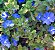 AZULZINHA (Evolvulus glomeratus) - Imagem 2