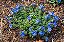 AZULZINHA (Evolvulus glomeratus) - Imagem 3