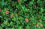 BARLÉRIA (Barleria repens) - Imagem 3