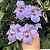 TUMBÉRGIA AZUL TREPADEIRA (Thunbergia grandiflora) - Muda com até 1 metro - Imagem 2