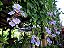 TUMBÉRGIA AZUL TREPADEIRA (Thunbergia grandiflora) - Muda com até 1 metro - Imagem 3