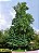 Ginkgo biloba - Muda com 20 cm - Imagem 3