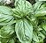 MANJERICÃO DOCE (Ocimum basilicum 'Dolce Fresca') - P15 - Imagem 4