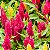 CELÓSIA PLUMOSA (Celosia argentea) - Imagem 1