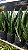 ESPADA DE SÃO JORGE VERDE (Sansevieria trifasciata) - Muda com até 80 cm - Imagem 5