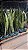 ESPADA DE SÃO JORGE VERDE (Sansevieria trifasciata) - Muda com até 80 cm - Imagem 6