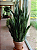 ESPADA DE SÃO JORGE VERDE (Sansevieria trifasciata) - P17 - Imagem 4