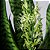 ESPADA DE SÃO JORGE VERDE (Sansevieria trifasciata) - P17 - Imagem 2