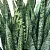 ESPADA DE SÃO JORGE VERDE (Sansevieria trifasciata) - P17 - Imagem 1