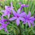 ALHO SOCIAL (Tulbaghia violacea) - Imagem 1