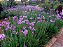 ALHO SOCIAL (Tulbaghia violacea) - Imagem 3