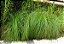 CAPIM CHORÃO (Eragrostis curvula) - Imagem 2