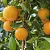 LARANJA HAMLIN (Citrus sinensis) - Muda enxertada com até 1 metro - Imagem 1