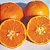 LARANJA HAMLIN (Citrus sinensis) - Muda enxertada com até 1 metro - Imagem 2