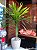 DRACENA ARBÓREA (Dracaena arborea) - Muda com 60 a 80 cm - Imagem 3