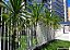 DRACENA ARBÓREA (Dracaena arborea) - Muda com 60 a 80 cm - Imagem 2