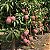 MANGA KEITT (Mangifera indica) - Muda enxertada com até 1 metro - Imagem 2
