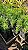 PODOCARPO (Podocarpus macrophyllus) - Muda de Bandeja ou Tubete - Imagem 7